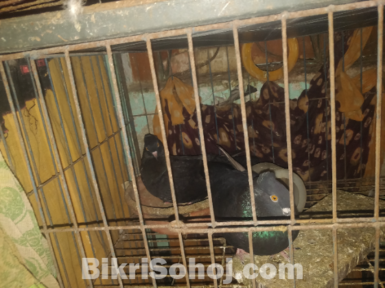 ডিম সহ কবুতর বিক্রি হবে